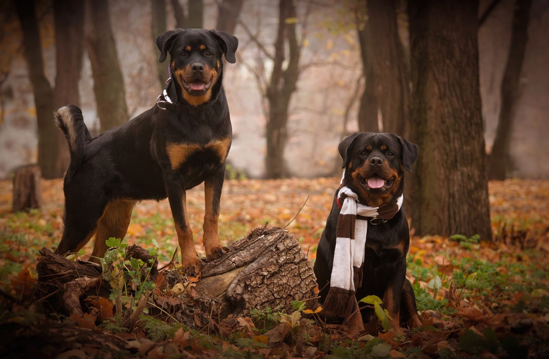 Rottweiler food list online